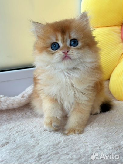 Шотландская длинношерстная Золотая шиншилла