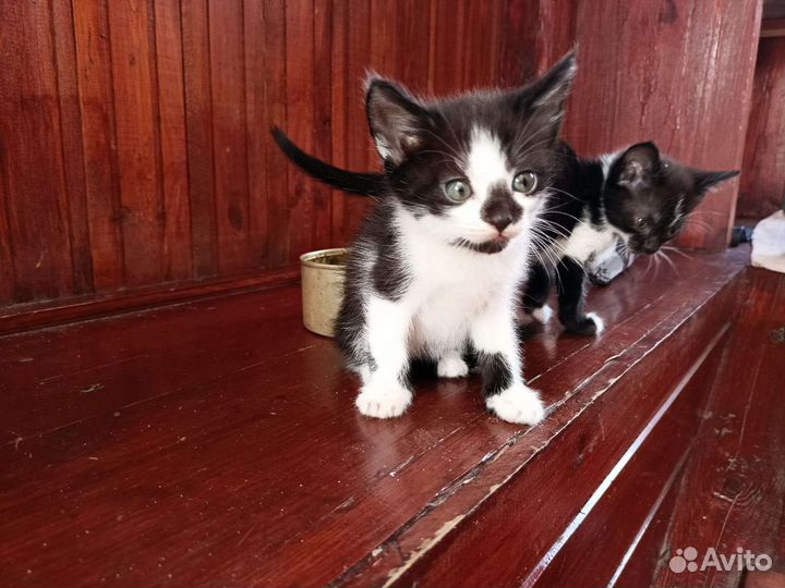 Котята Турецкий Ван