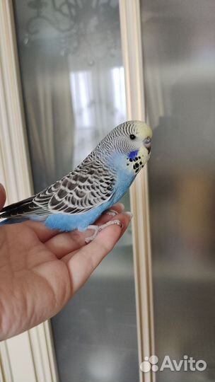 Попугаи ввп чехи