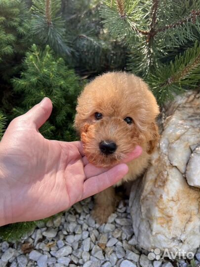 Той-пудель мальчик