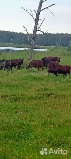 Торг уместен обмен