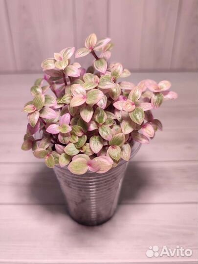 Каллизия розовая пантера