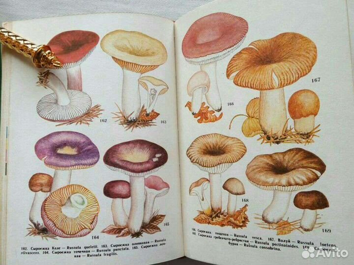 Книга Съедобные грибы Дальн вост Васильева 78 г