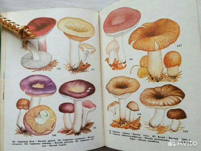 Книга Съедобные грибы Дальн вост Васильева 78 г