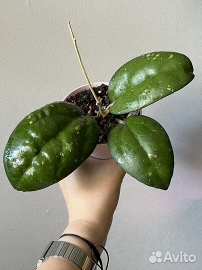 Хойя 2 сорта