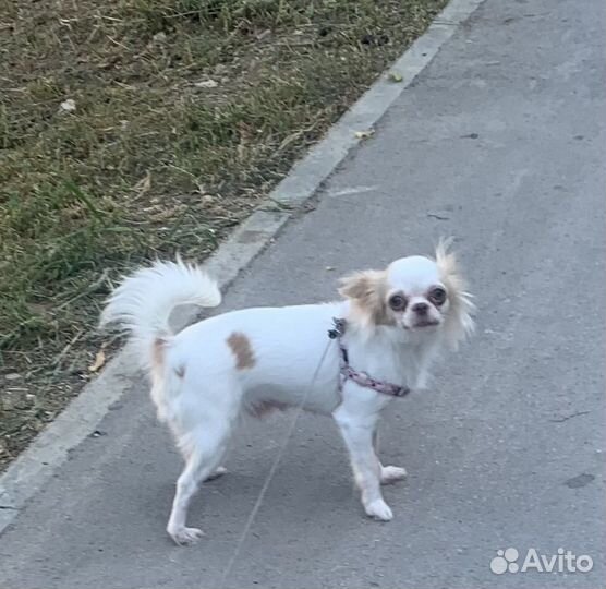 Собака - чихуахуа