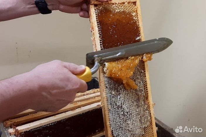 Мед из Алтая опт