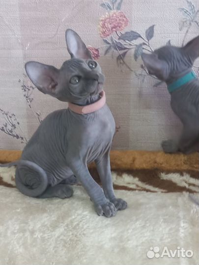 Канадский сфинкс котята