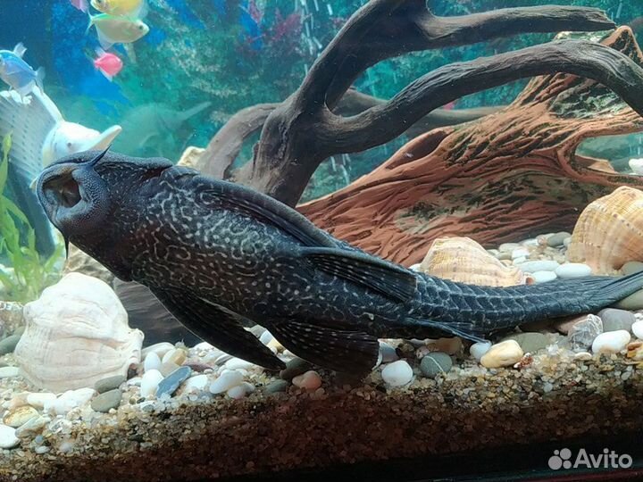 Птеригоплихт (Парчовый сом)
