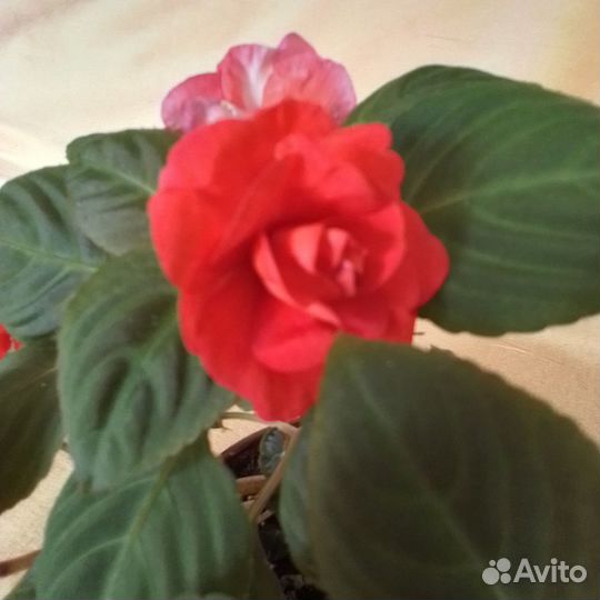 Бальзамин (Ванька мокрый) махровый