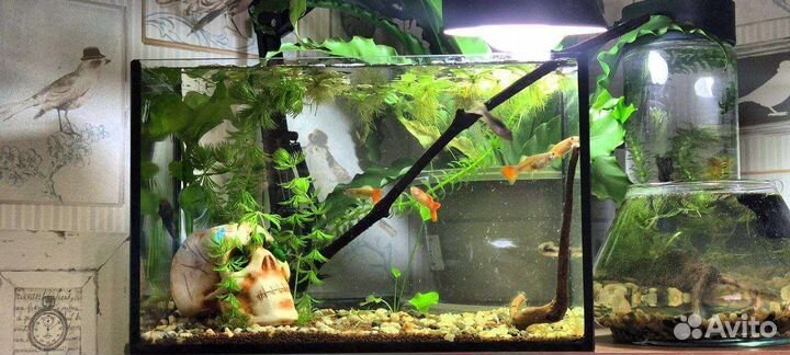 Аквариум