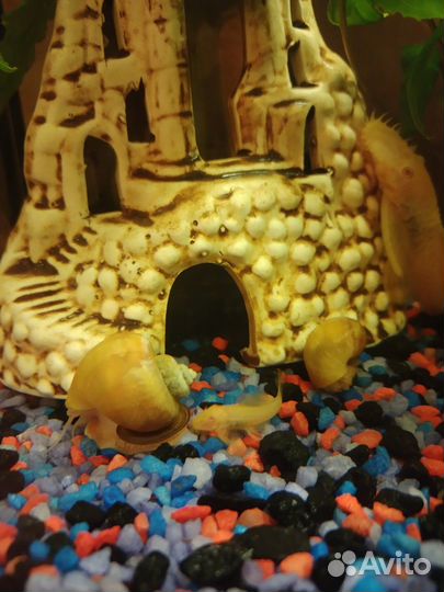 Сомики(присоски)