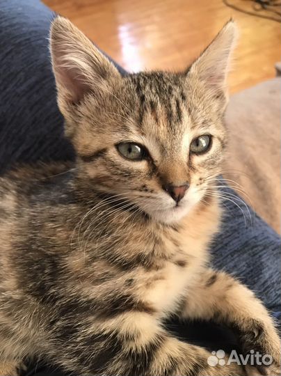 Ласковая девочка котёнок