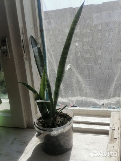 Сансевиерия (Тещин язык, Щучий хвост)