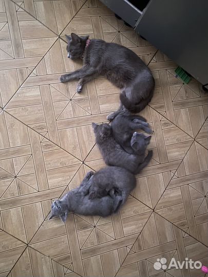 Котята серые метисы