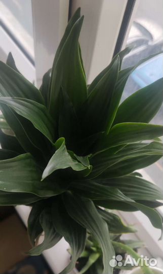 Драцена компакта