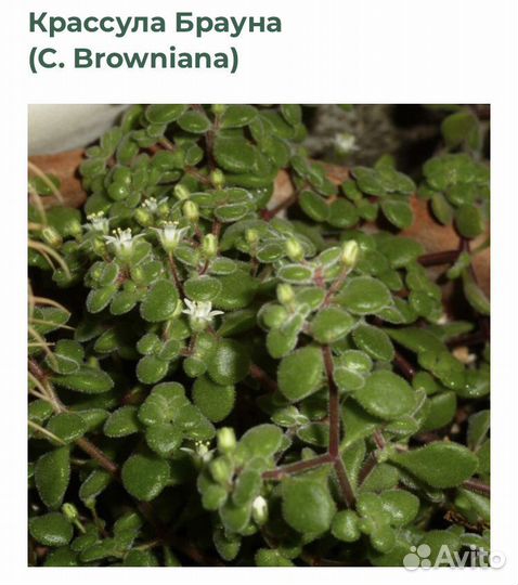 Адромискус