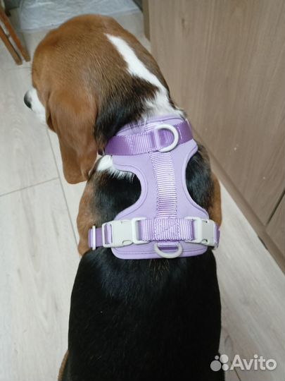 Прогулочная шлейка