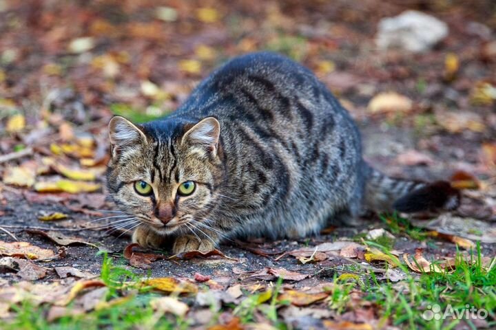 Молодой котик Василий в дар