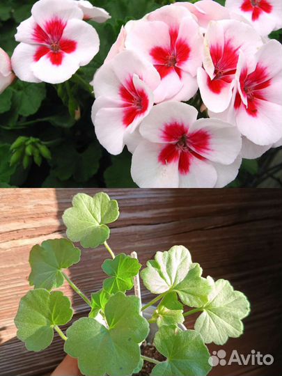 Пеларгония герань