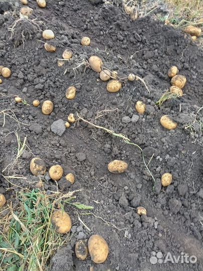 Продам картофель