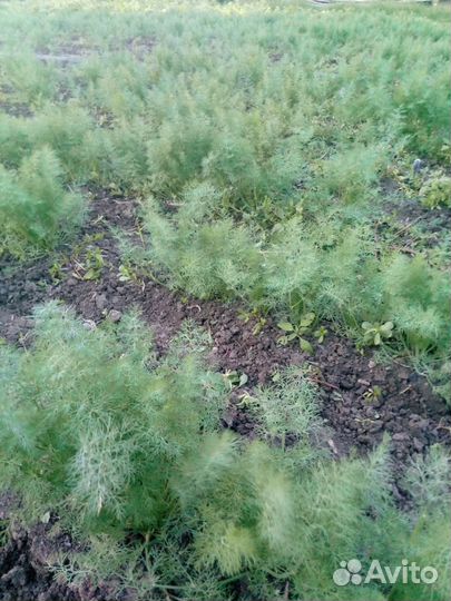 Редька лечебная, зелень кинза, укроп