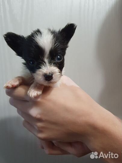 Щенки папийона к резерву