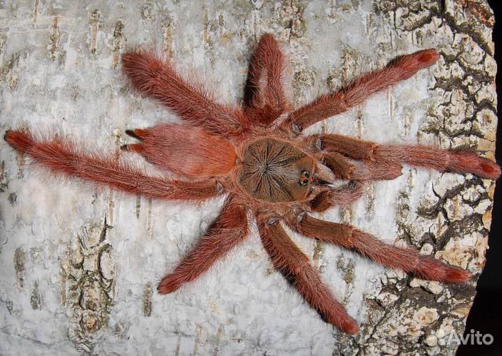 Паук птицеед