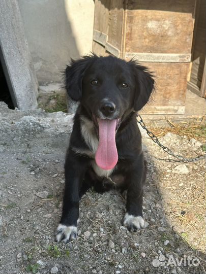 Собака в добрые руки маленькая порода