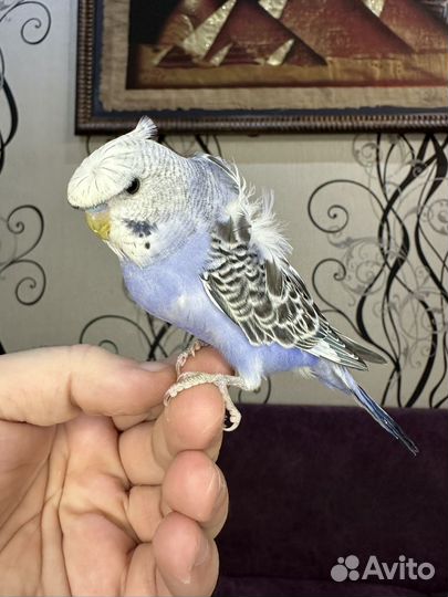 Хагоромо волнистые попугаи