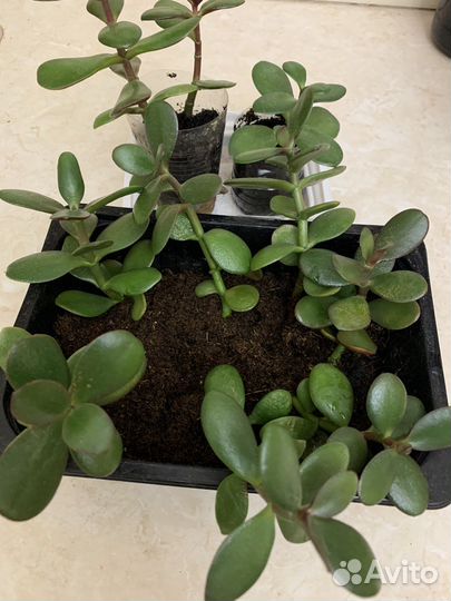 Крассула толстянка