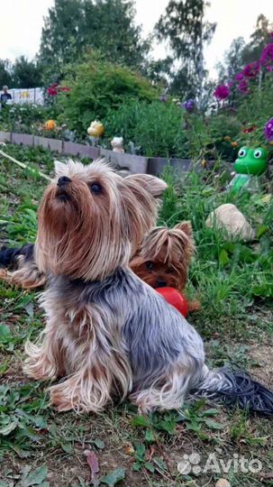 Йоркширский терьер