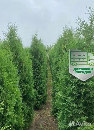 Туя Колумна