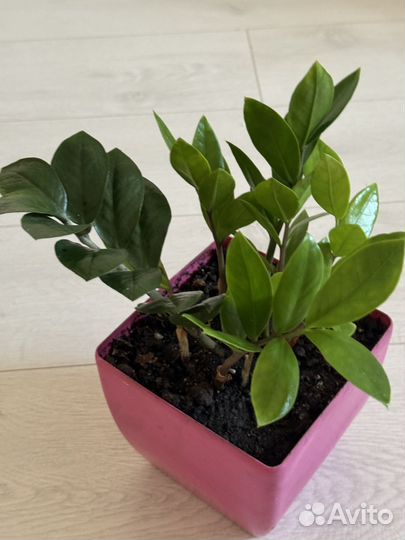 Замиокулькас