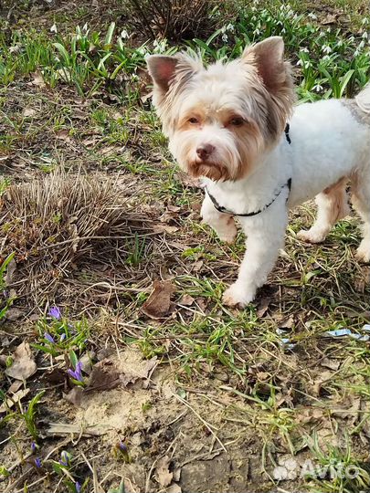 Вязка собак