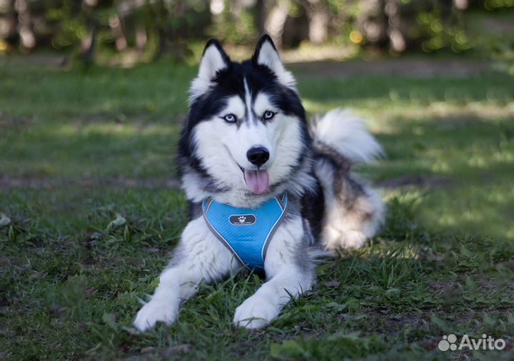 Сибирский хаски в добрые руки