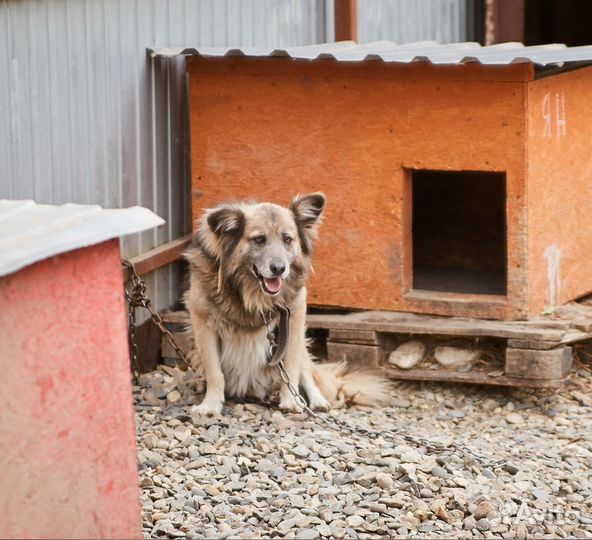 В очень выдержанные руки злой пёс Ян