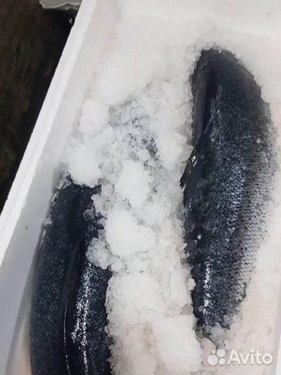 Лосось охлаждённый, семга