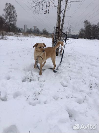 Чудная девочка из приюта ищет дом