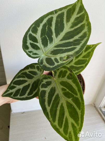 Антуриум Silver Blush