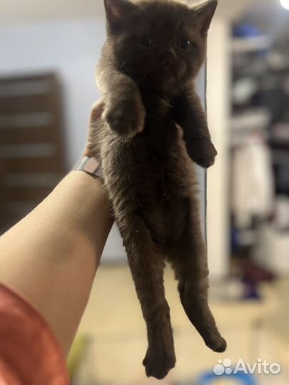 Британские котята