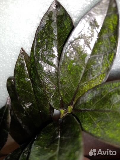 Замиокулькасы варигатные, зелёные, черные