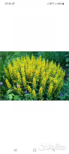 Многолетние цветы