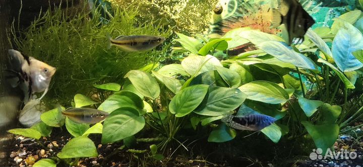 Аквариумные растения