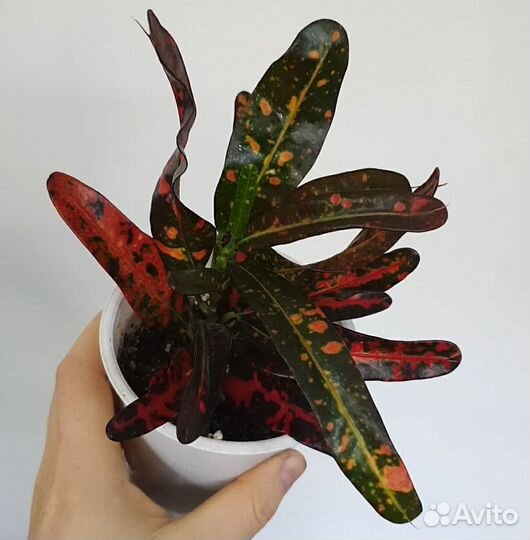 Кодиеум кротон