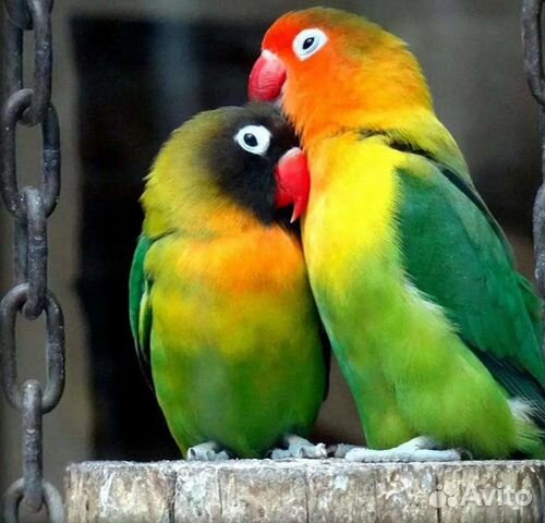 Попугай неразлучники