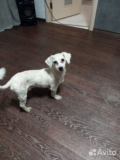 Домашнее животное