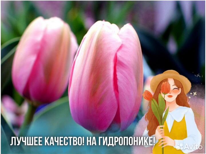 Тюльпаны оптом от производителя
