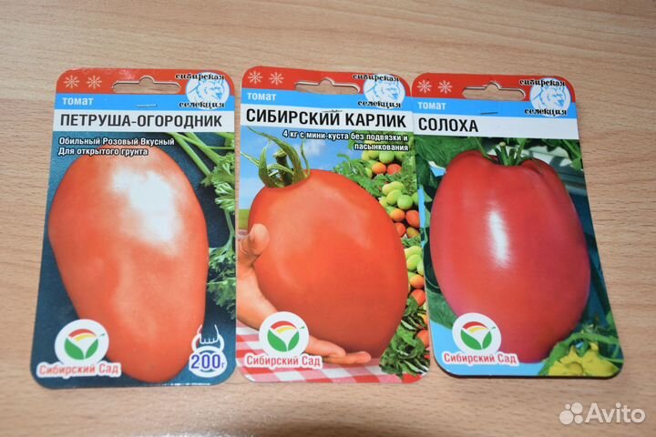 Рассада помидор