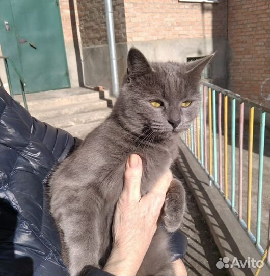 Барбара Кошечка